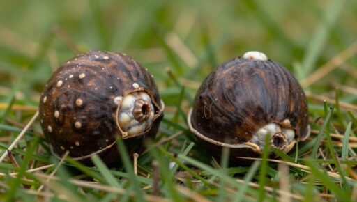 Conkers in Coventry at a park in autumn