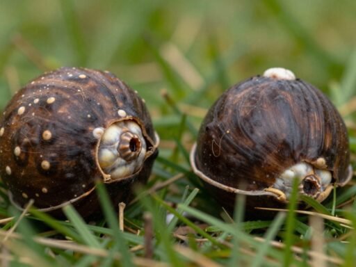Conkers in Coventry at a park in autumn